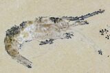 Cretaceous Fossil Shrimp Plate - Lebanon #107433-1